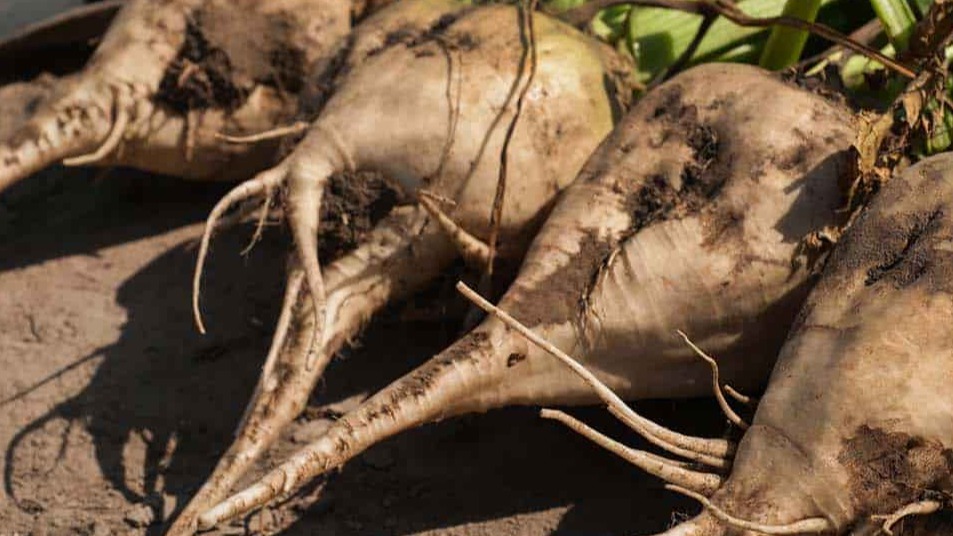 Türkiye De Şeker Pancarı Üretim Bölgeleri Nerelerdir? Türkiye De Şeker Pancarı Üretim Bölgeleri Nerelerdir?