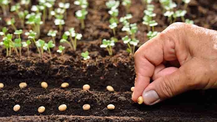 Bitkilerde Dormansi Ve Vernalizasyon Nedir?