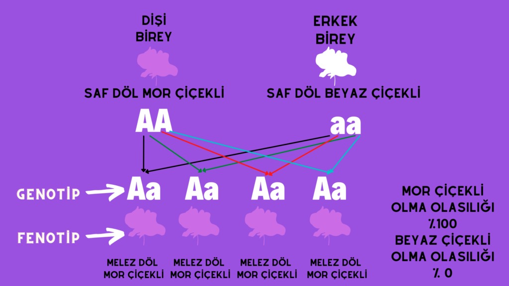 Çeşit, Tür, Cins, Varyete, Genotip, Fenotip Ve Hat Nedir? Çeşit, Tür, Cins, Varyete, Genotip, Fenotip Ve Hat Nedir?