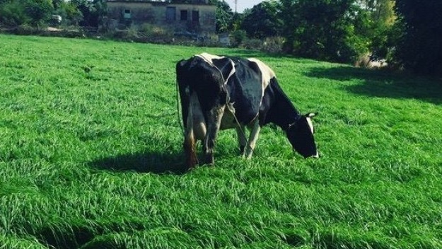Yem Bitkilerinin Önemi Nedir? Yem Bitkilerinin Önemi Nedir?