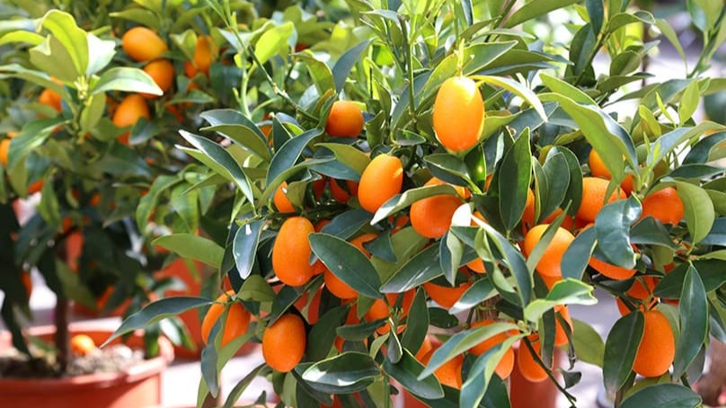 Kamkat Nasıl Yetiştirilir? | Kamkat Bakımı Ve Yetiştiriciliği Rehberi