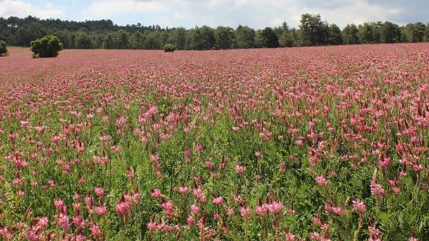 Korunga Yetiştiriciliği