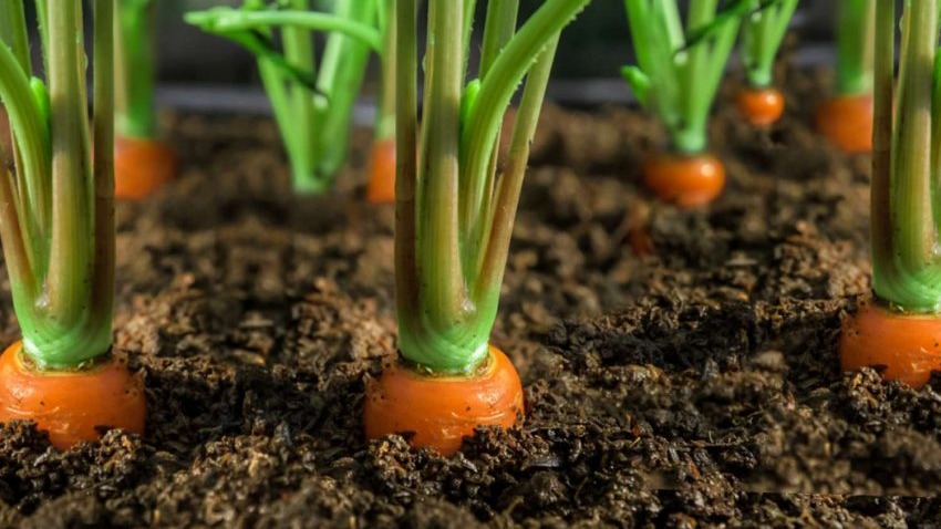 Havuç Yetiştiriciliğinde Gübreleme Programı Nasıl Olmalıdır?