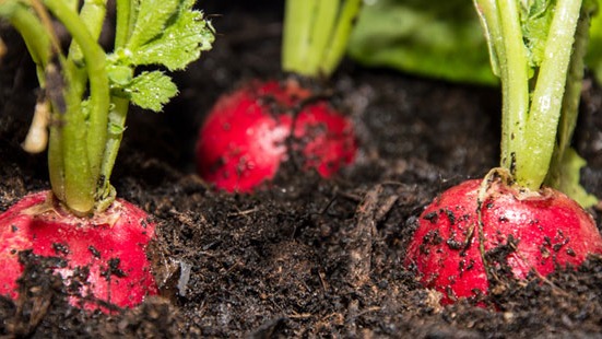 Turp Yetiştiriciliğinde Gübreleme Programı Nasıl Olmalıdır?