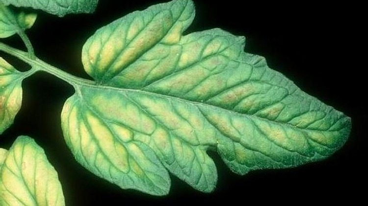 Magnezyum Noksanlığı Belirtileri Nelerdir?