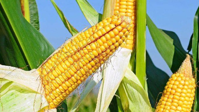 Tanelik Ve Süt Mısır Yetiştiriciliğinde Gübreleme Programı Nasıl Olmalıdır? Tanelik Ve Süt Mısır Yetiştiriciliğinde Gübreleme Programı Nasıl Olmalıdır?