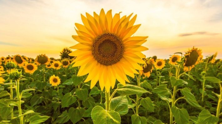 Ayçiçeği Yetiştiriciliğinde Gübreleme Programı Nasıl Olmalıdır?