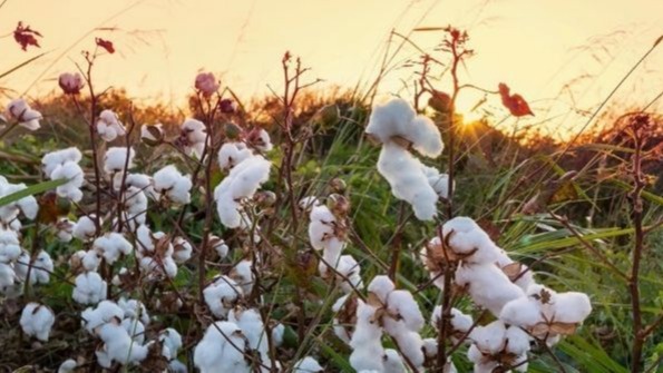 Pamuk Yetiştiriciliğinde Gübreleme Programı Nasıl Olmalıdır? Pamuk Yetiştiriciliğinde Gübreleme Programı Nasıl Olmalıdır?