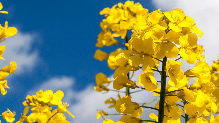 Kanola (Kolza) Yetiştiriciliğinde Gübreleme Programı Nasıl Olmalıdır?