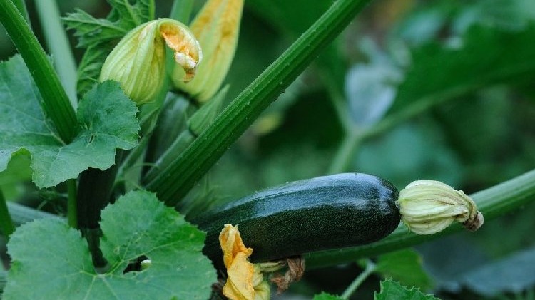 Kabak Yetiştiriciliğinde Gübreleme Programı Nasıl Olmalıdır?