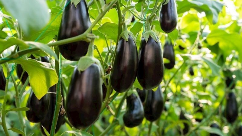 Patlıcan Yetiştiriciliğinde Gübreleme Programı Nasıl Olmalıdır? Patlıcan Yetiştiriciliğinde Gübreleme Programı Nasıl Olmalıdır?