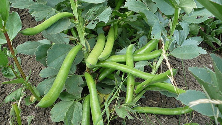 Bakla Yetiştiriciliğinde Gübreleme Programı Nasıl Olmalıdır?