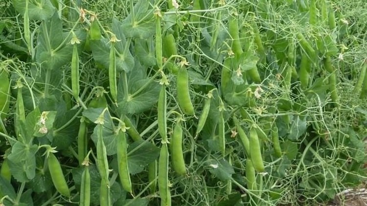 Bezelye Yetiştiriciliğinde Gübreleme Programı Nasıl Olmalıdır?