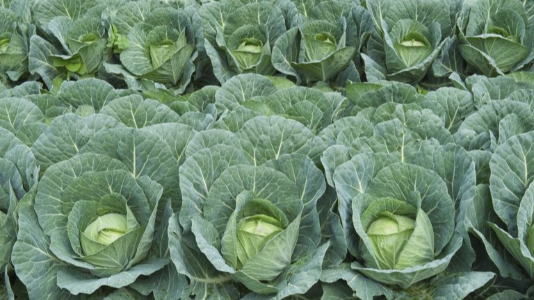 Lahana Yetiştiriciliğinde Gübreleme Programı Nasıl Olmalıdır?