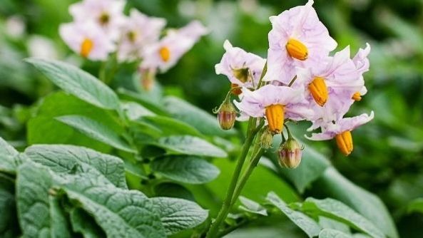 Patates Yetiştiriciliğinde Gübreleme Programı Nasıl Olmalıdır?