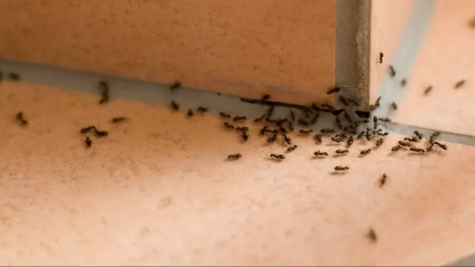 Evde Karınca Çıkması: Nedenleri Ve Önleme Yöntemleri