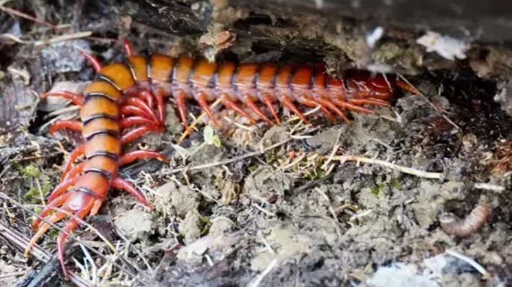 Evde Kırkayaklardan Nasıl Korunulur, Etkili Yöntemler Neler?