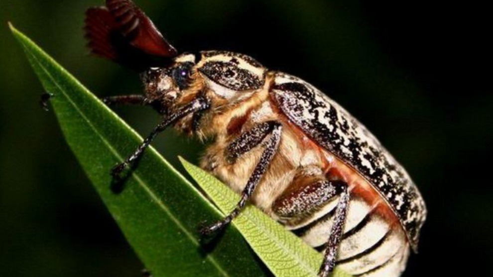 Haziran Böceği Nedir? Zararları Ve Korunma Yolları