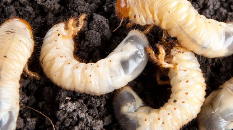 Haziran Böceği Nedir? Zararları Ve Korunma Yolları