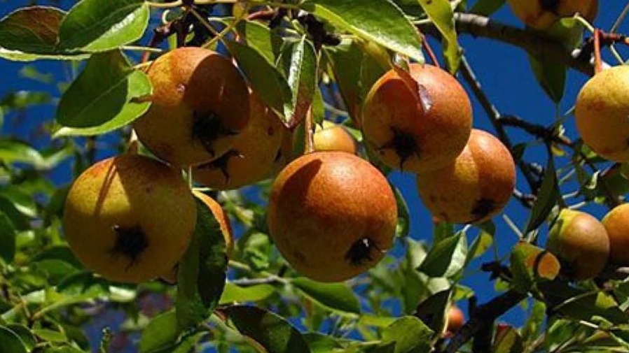 Ahlat Nedir? Nasıl Yetiştirilir? Ahlat Yetiştiriciliği Rehberi