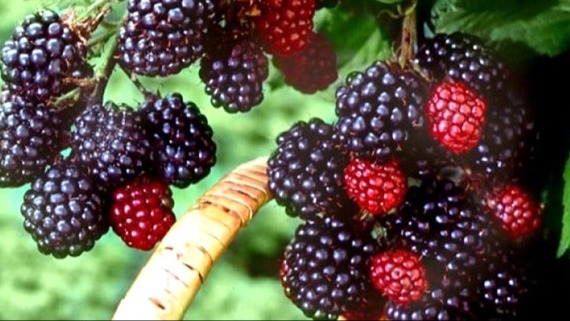 Ahududu Faydaları Ve Zararları Nelerdir?