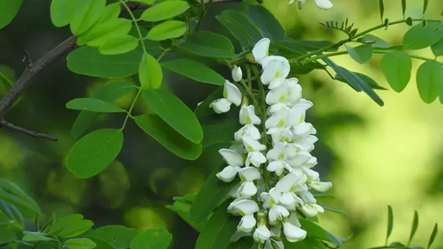 Akasya Çiçeği Faydaları Ve Zararları Nelerdir?