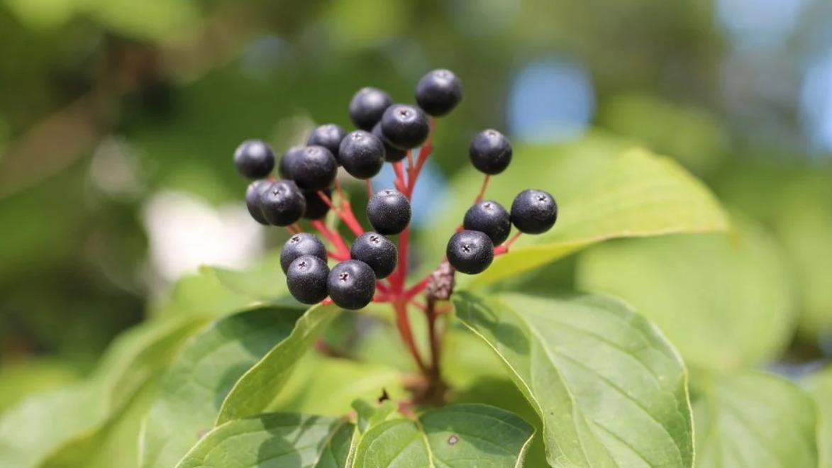 Akdiken Meyvesi Faydaları Ve Zararları Nelerdir?