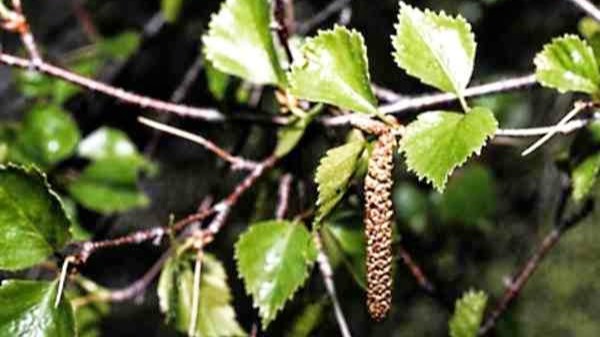 Akhuş Ağacı Meyvesi Faydaları Ve Zararları