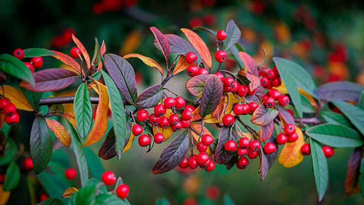 Alıç Meyvesi Kullanım Alanları Nelerdir? Alıç Meyvesi Kullanım Alanları Nelerdir?