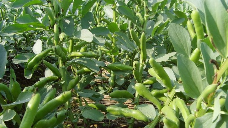 Bakla Tarımı Nasıl Yapılır? Bakla Tarımı Nasıl Yapılır?