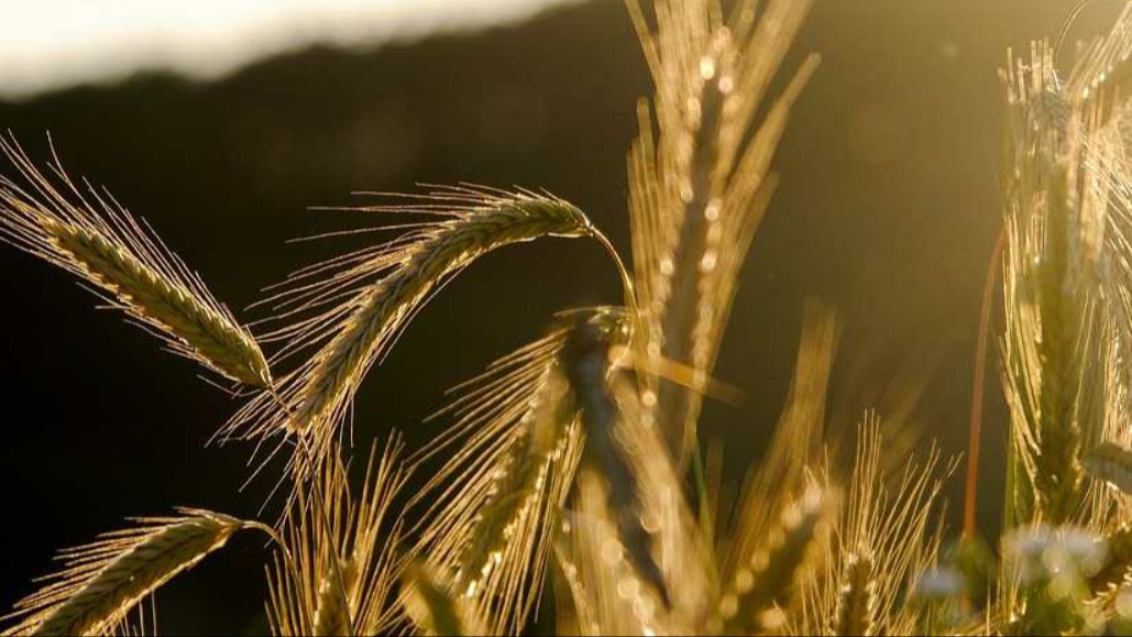 Çavdar Yetiştiriciliği Nasıl Yapılır? Çavdar Yetiştiriciliği Nasıl Yapılır?