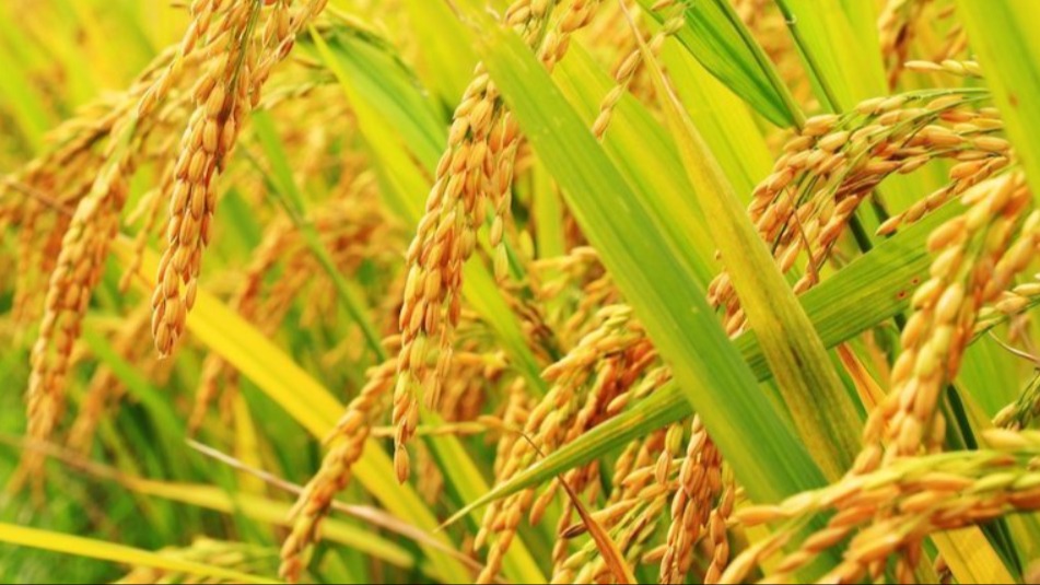 Çeltik Yetiştiriciliği Nasıl Yapılır? | Adım Adım Pirinç Tarımı Rehber