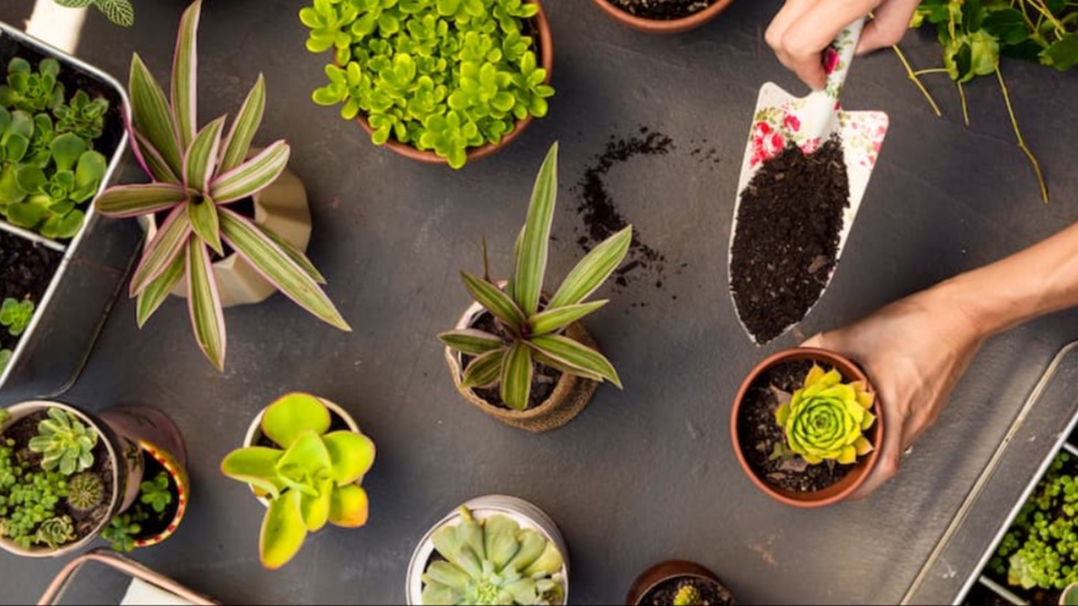 Çiçek Bakımı Nasıl Yapılır?