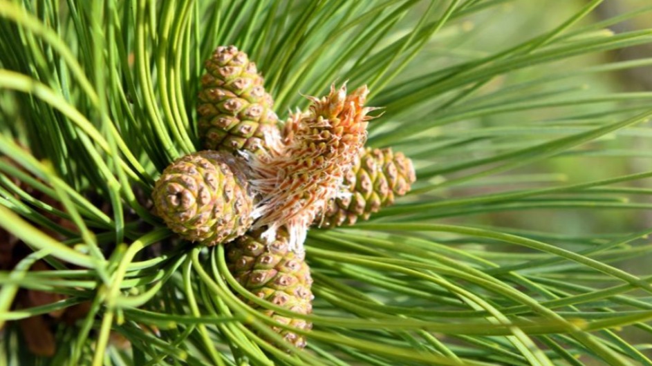 Çam Nedir? Nasıl Yetiştirilir? Çam Ağacı Türleri Ve Bakımı Çam Nedir? Nasıl Yetiştirilir? Çam Ağacı Türleri Ve Bakımı