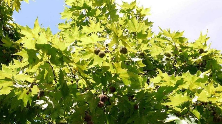 Çınar Nedir? Nasıl Yetiştirilir? Çınar Ağacı Özellikleri Ve Bakımı