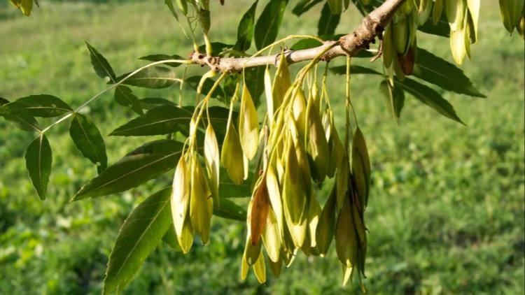 Dişbudak Nedir? Nasıl Yetiştirilir? Dişbudak Ağacının Özellikleri Dişbudak Nedir? Nasıl Yetiştirilir? Dişbudak Ağacının Özellikleri