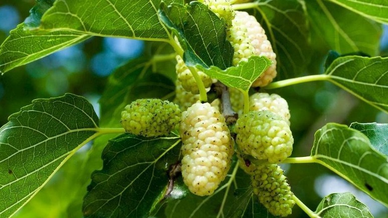 Dut Nedir? Nasıl Yetiştirilir? Dut Ağacı Özellikleri