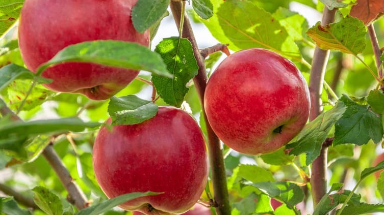 Elma Nedir, Nasıl Yetiştirilir? Elma Nedir, Nasıl Yetiştirilir?