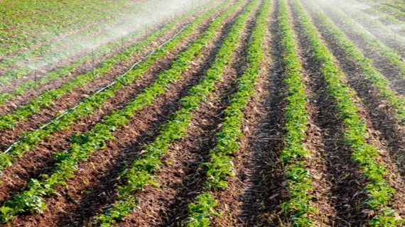 Sebze Ve Meyvelerde Sulama Zamanının Tespiti Nasıl Olmalıdır