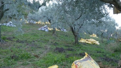 Kireçli Topraklarda Hangi Bitkiler Yetişir? En Etkili Tarım