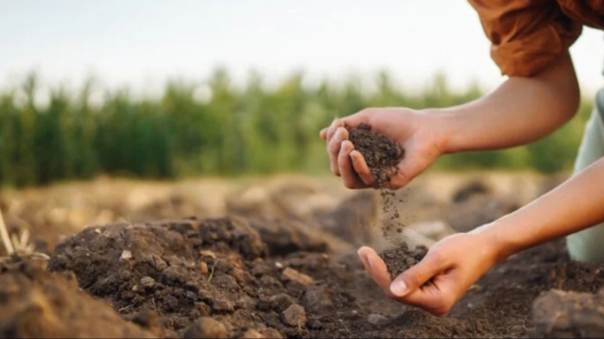 Kireçli Toprakların Islahı Nasıl Yapılır?