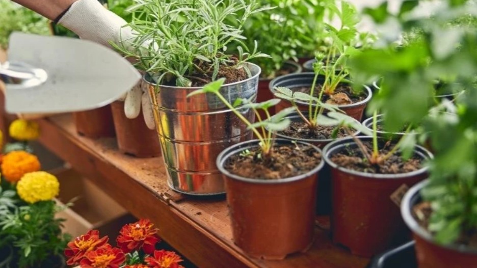 Evde Kolayca Yetiştirebileceğiniz Şifalı Bitkiler Evde Kolayca Yetiştirebileceğiniz Şifalı Bitkiler