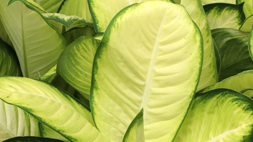 Visiyus Bitkisi: Ev Ve Ofislerinizin Yeni Gözdesi