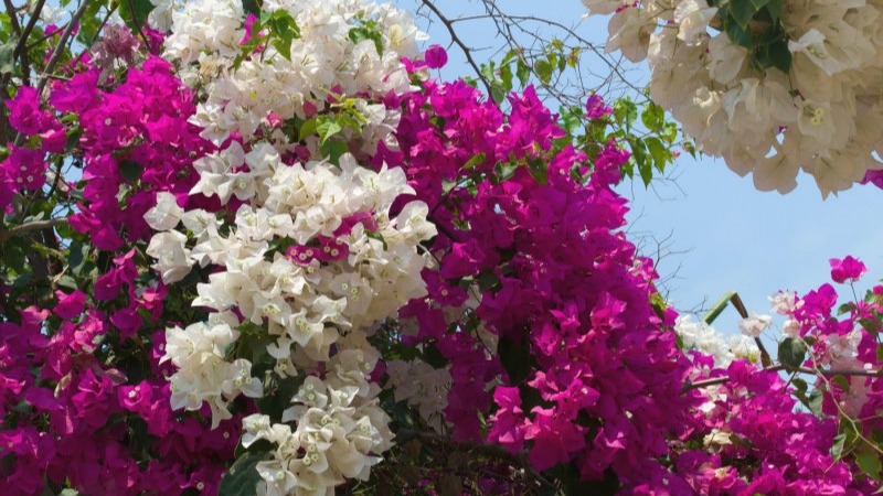 Vangelya (Gelin Tacı) Çiçeği