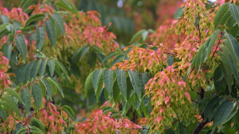 Kokar Ağaç: Bahçenize Hoş Koku Ve Estetik Katan Bitki