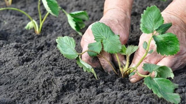 Fide Dikim Tavsiyeleri: Sağlıklı Bitkiler İçin Rehber