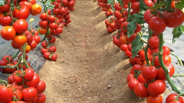 Sebze Gübreleme Tavsiyeleri