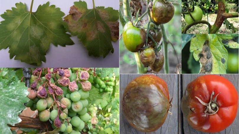 Fungal Ve Bakteriyel Hastalıklardan Bazıları Fungal Ve Bakteriyel Hastalıklardan Bazıları