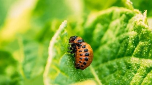 Sebzelerde Görülen Önemli Zararlılar Nelerdir?