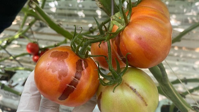 Sebzelerde Görülen Önemli Virüsler: Tanı Ve Korunma